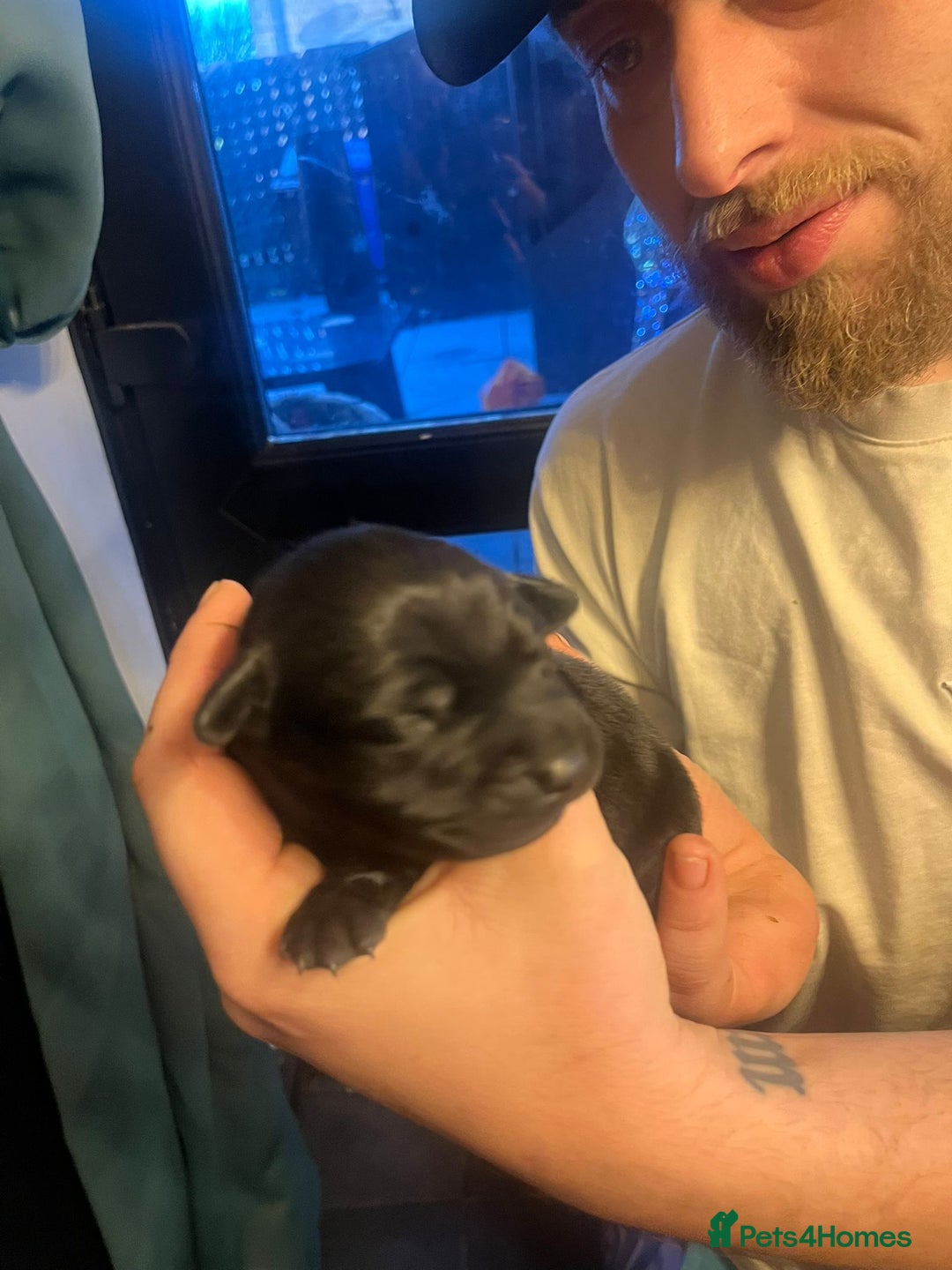 Mixed Breed dogs for sale: Blue staff x Black labrador puppies  - Advert 21