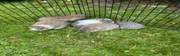 Netherland Dwarf rabbits for sale: Gorgeous Netherland Dwarf bunnies in Carlisle - Advert 10