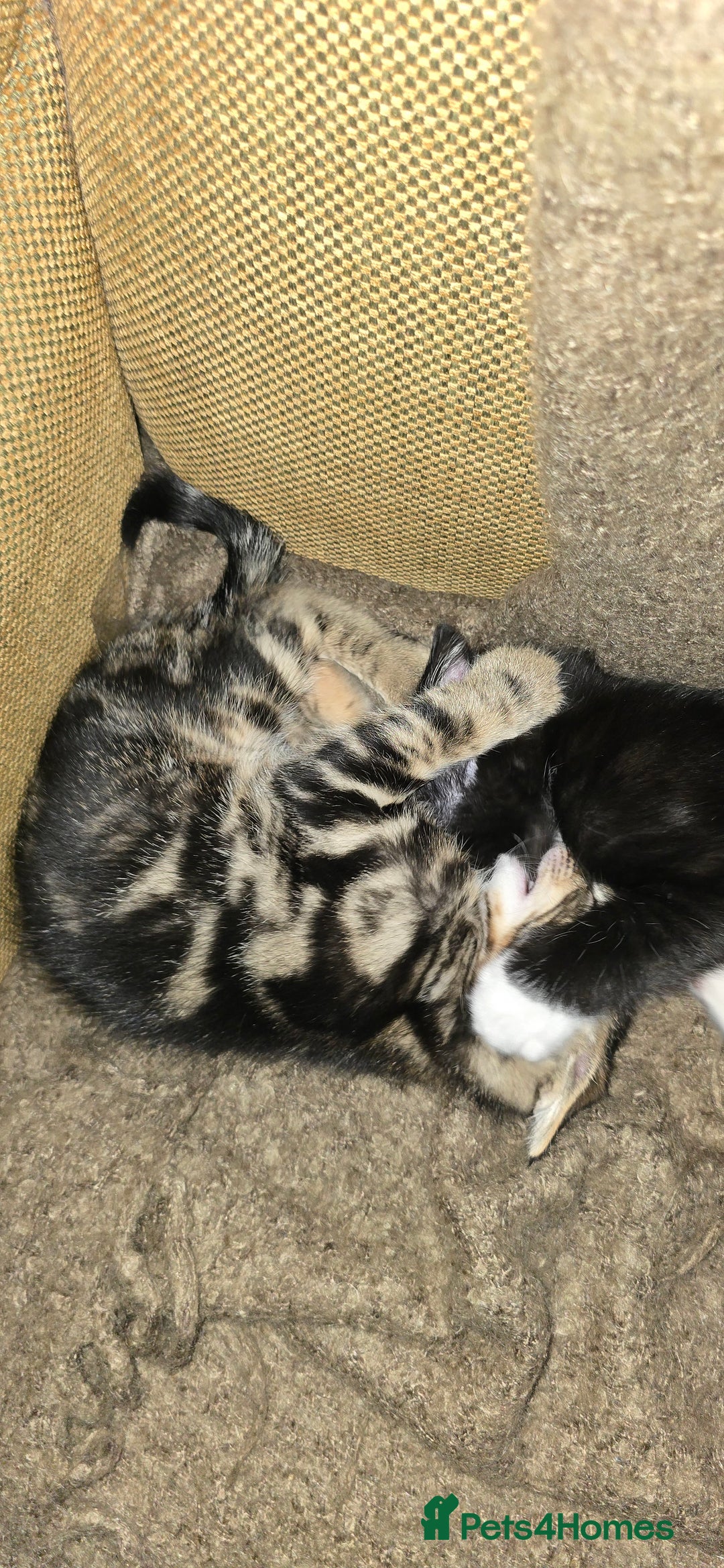 Mixed Breed cats for sale: Three boys looking for forever loving home  - Advert 22