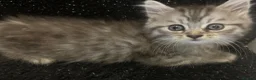 Persian cats for sale: Cute Half Persian Kittens  - Advert 16