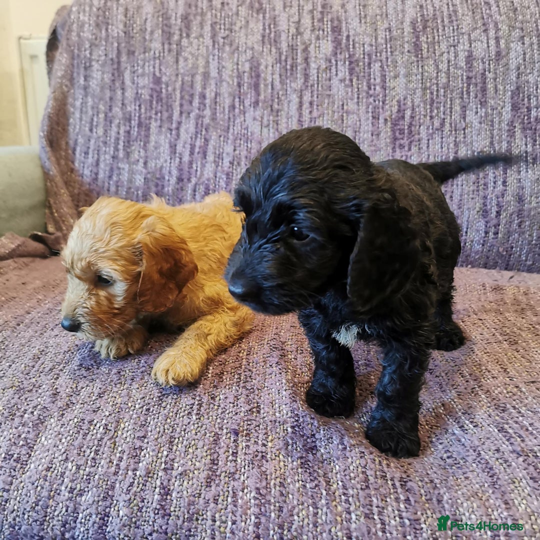 Cockapoo dogs for sale: COCKAPOO PUPPIES FOR SALE ready now  - Image 13
