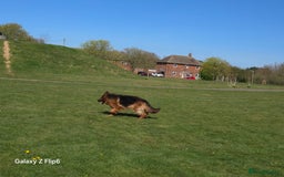 German Shepherd dogs for sale: Top quality GSD Female for sale - Advert 1