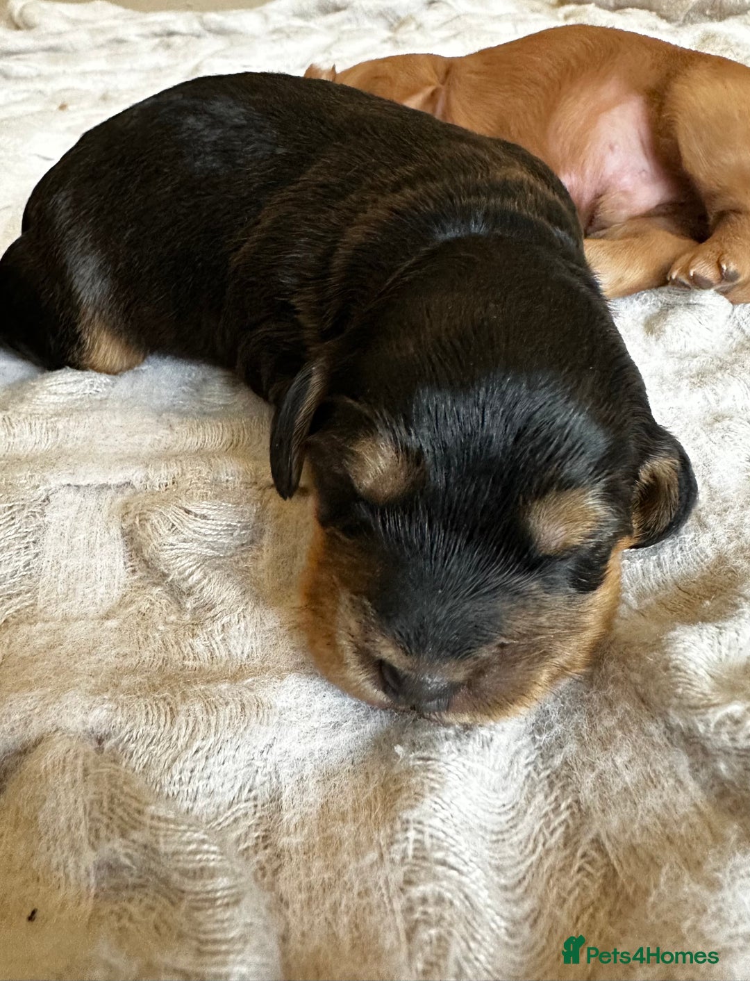 Cockapoo dogs for sale: Stunning F2 DNA health tested Cockapoo puppies  - Image 18