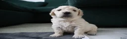 Golden Retriever dogs for sale: Beautiful Golden Retriever Puppies - Advert 6