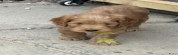 Cockapoo dogs for sale:   Exceptional cockapoo puppies 💙🩷 in Edinburgh - Advert 9