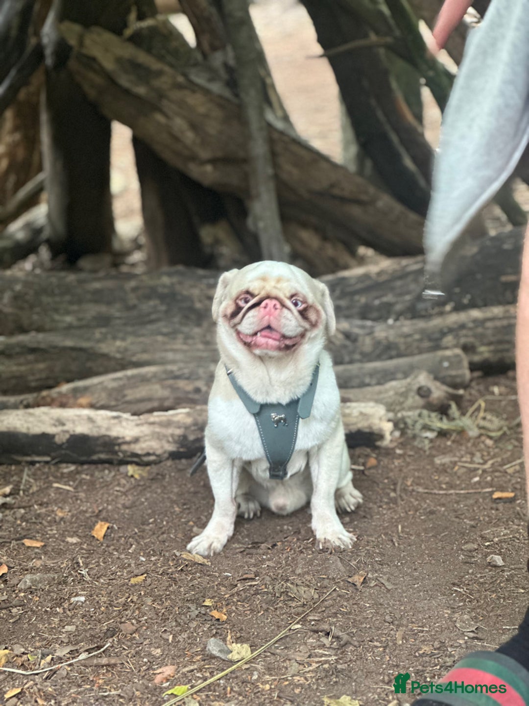 Pug dogs for stud: For stud  - Advert 4