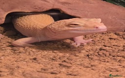 Leopard Gecko reptiles for sale: Leopard gecko for a good home - Image 13