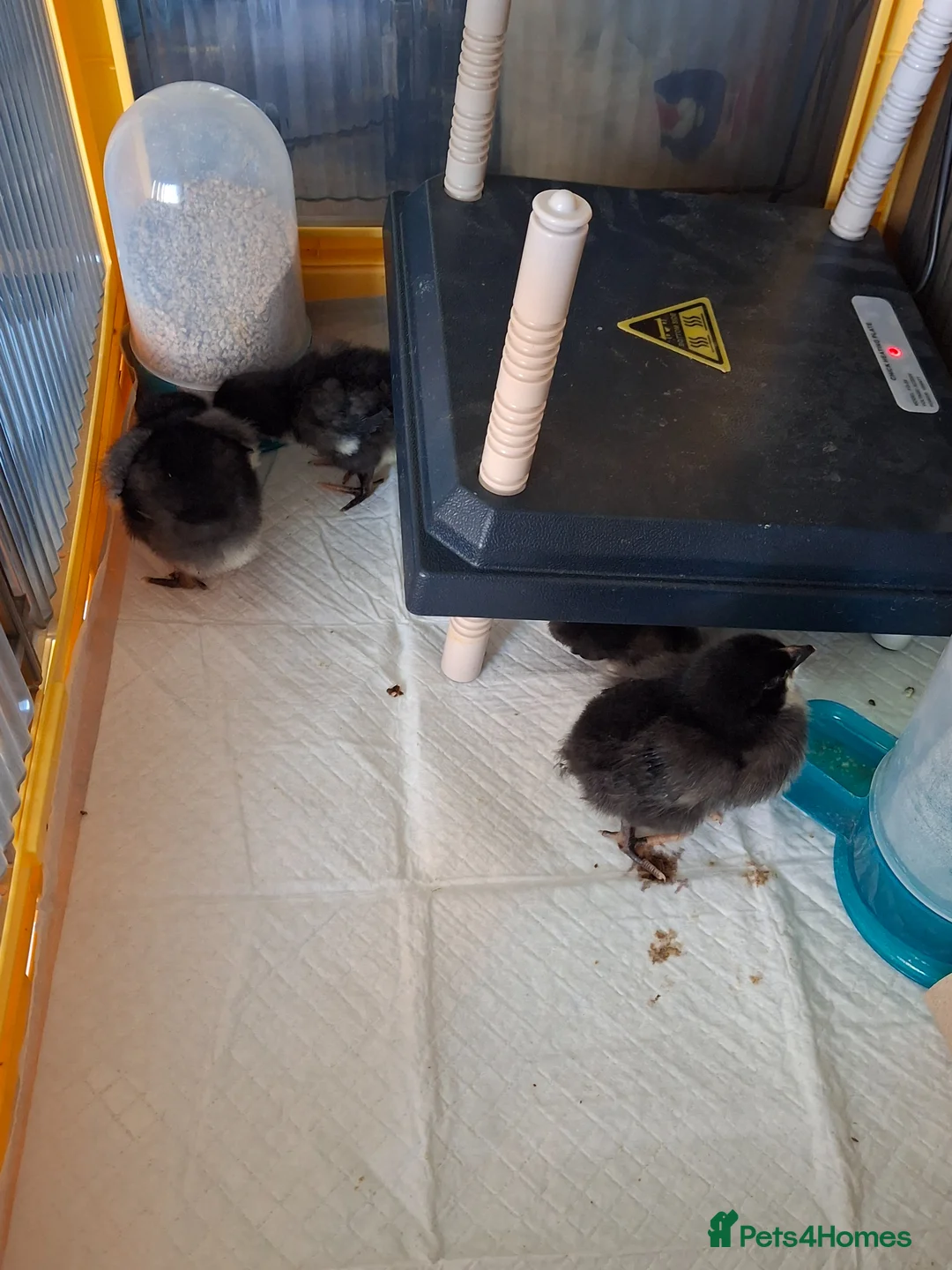 Chickens poultry for sale: 5 chicks - Advert 2
