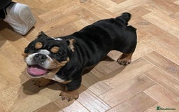 English Bulldog dogs for stud: Stud English Bulldog - Image 18