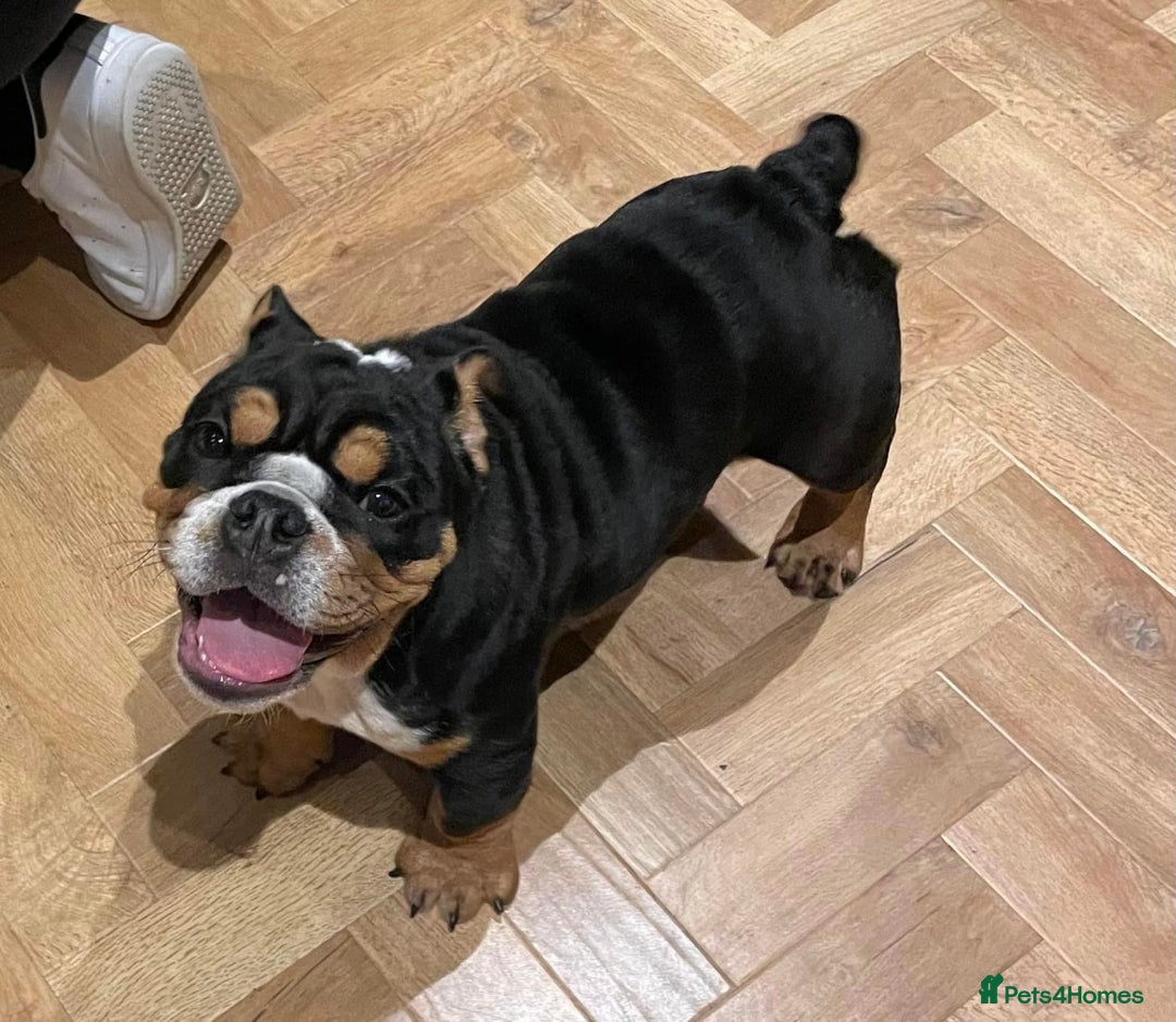 English Bulldog dogs for stud: Stud English Bulldog - Image 18