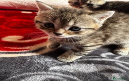 British Shorthair cats for sale: Cutest Tabby British Short Haired Kittens  - Image 13