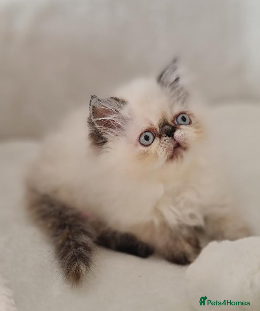 Persian cats for sale: Persian Kittens - Advert 8