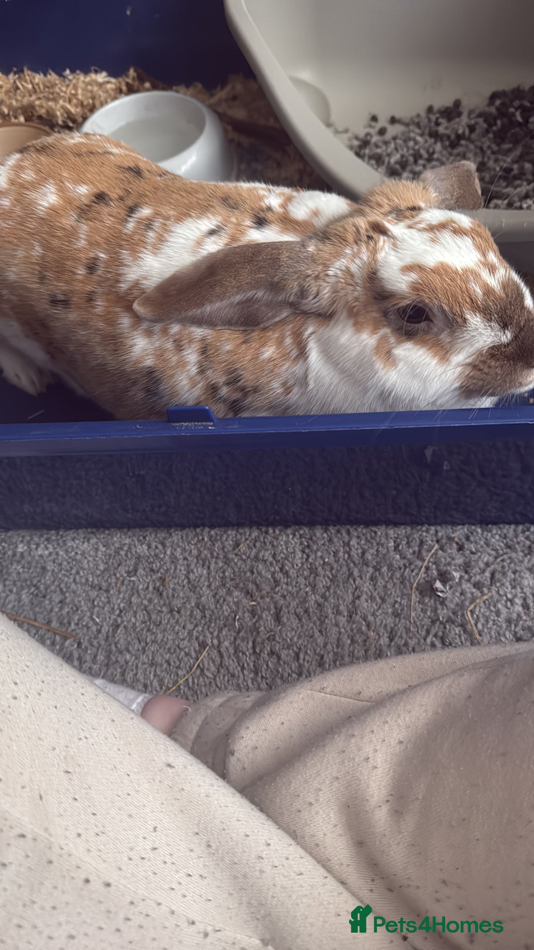 English rabbits for sale: Daisy - do not know the breed - Image 2