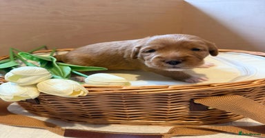 Australian Labradoodle dogs - Advert 8