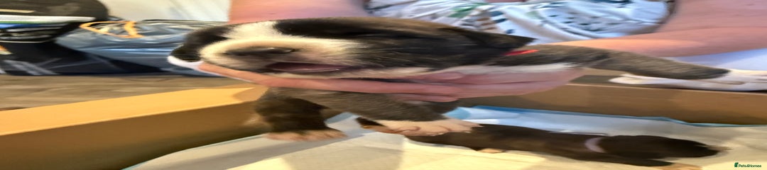 Saint mastiff 7