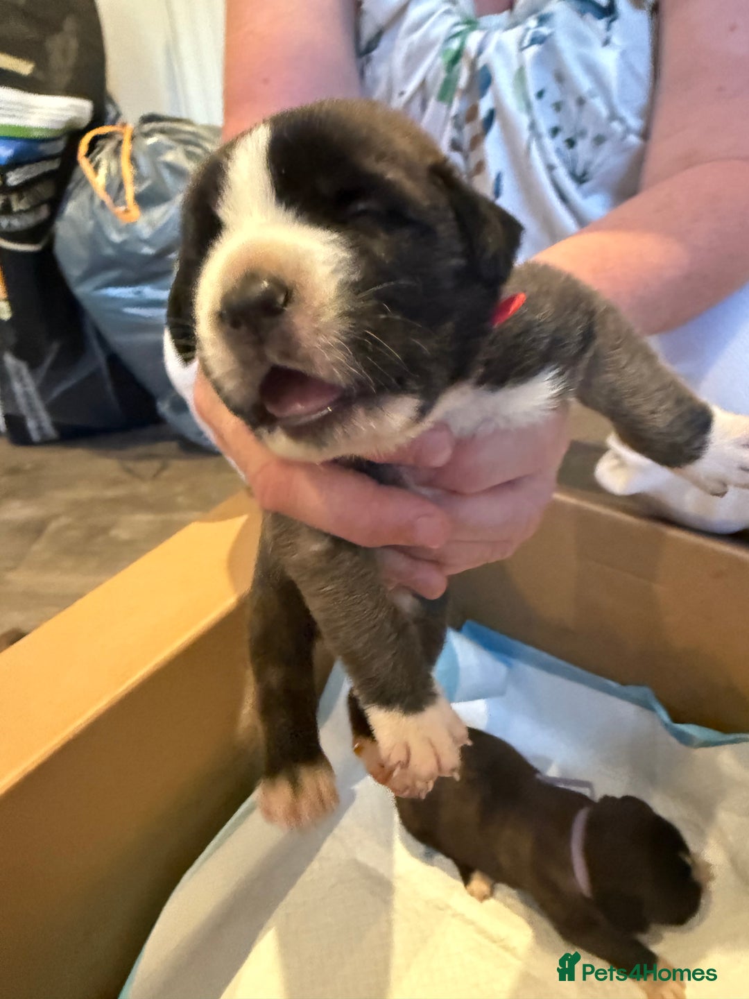 Mixed Breed dogs for sale: Saint Mastiffs for sale - Image 9