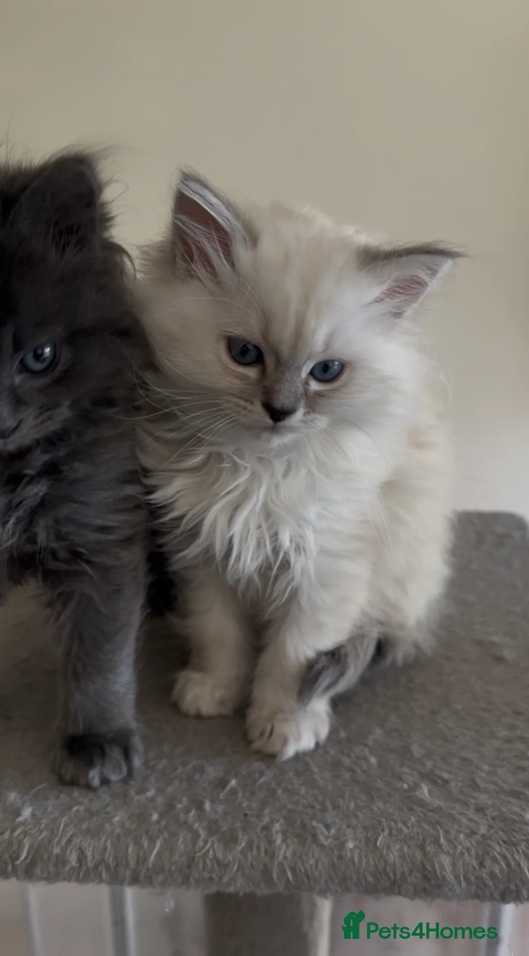 Persian cats for sale: LAST DOLLFACE CHINCHILLA PERSIAN GIRL - Advert 8