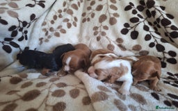 Cavalier King Charles Spaniel dogs for sale: Benton Cavaliers  - Image 4