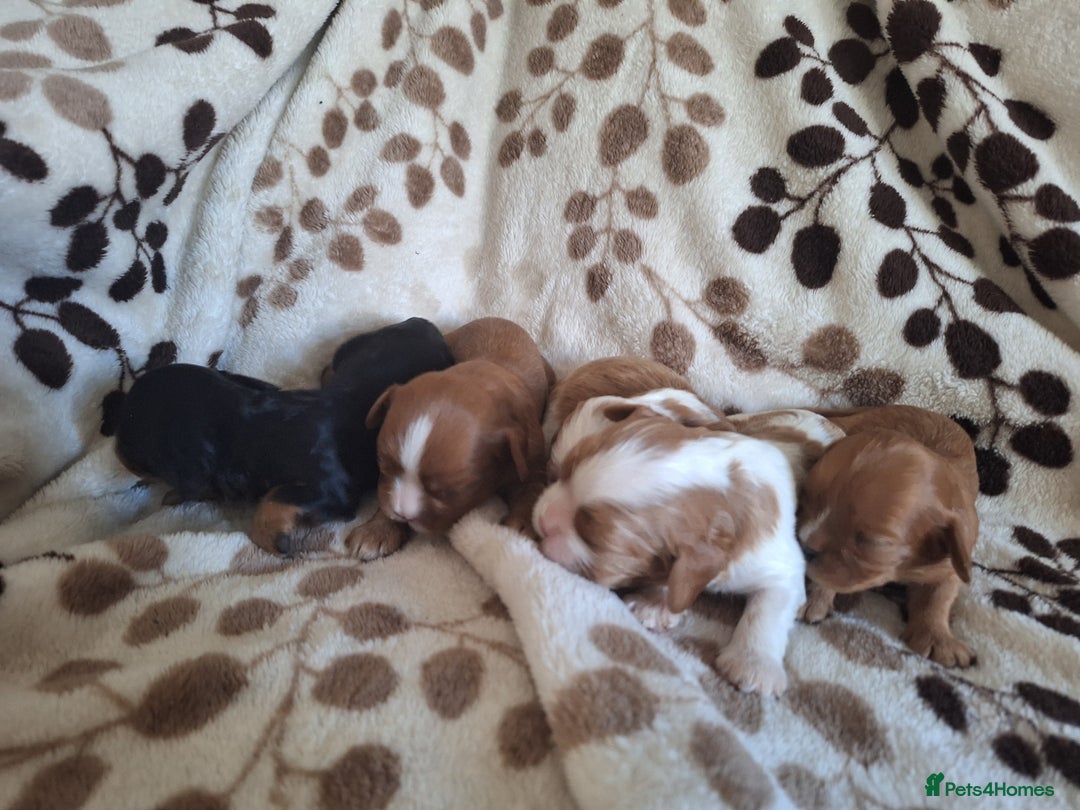 Cavalier King Charles Spaniel dogs for sale: Benton Cavaliers  - Image 4