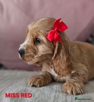 Cocker Spaniel dogs Stunning! Golden Kc Show Type Cocker Spaniels. - Advert 14