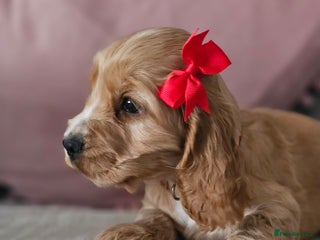 Cocker Spaniel dogs Stunning! Golden Kc Show Type Cocker Spaniels. - Advert 5