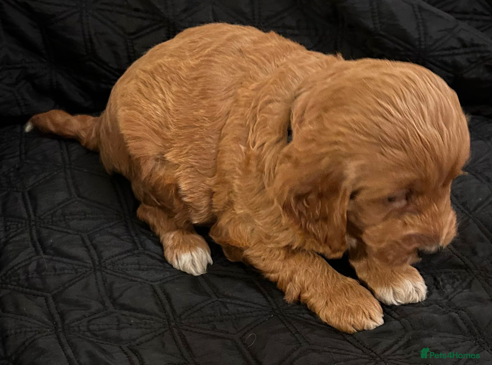 Cockapoo dogs STUNNING RED F1 HEALTH CHECKED COCKAPOOS - Advert 2