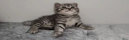 British Shorthair cats for sale: 🏆 Pedigree Silver British Shorthair Kittens 🏆 - Advert 18