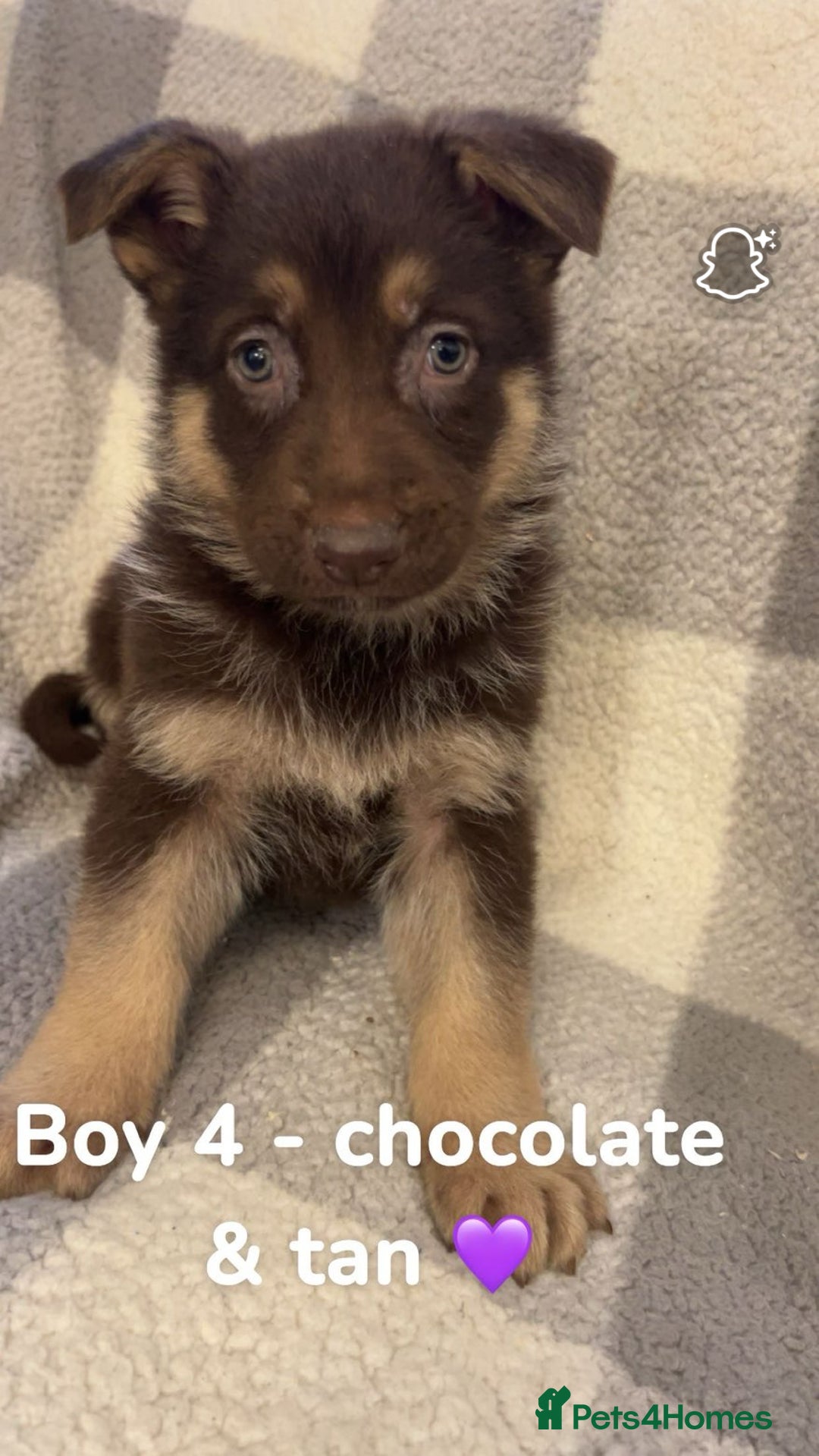 German Shepherd dogs for sale: Beautiful litter of coloured German shepherds!  - Advert 4