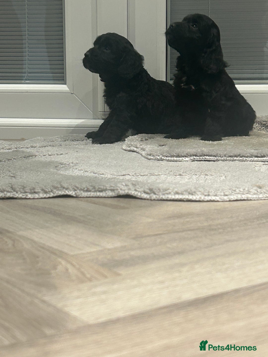 Cockapoo dogs for sale: F1 cockapoo puppies  - Advert 22