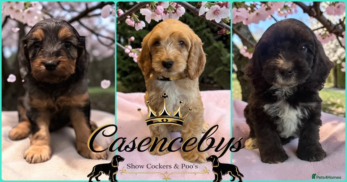 Cockapoo Cockapoo Puppies for sale | Pets4Homes
