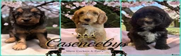 Cockapoo dogs for sale: WAITING LIST OPEN   - Advert 1