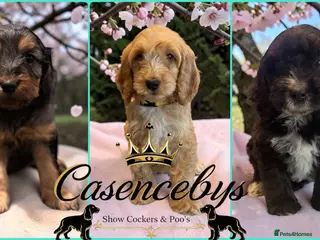 Cockapoo dogs WAITING LIST OPEN - Advert 8