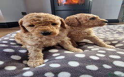 Miniature Poodle dogs for sale: Outstanding Show Quality MInature Poodles - Image 7