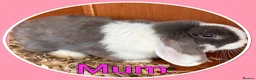 Mini Lop rabbits for sale: Pure Mini Lop babies  - Advert 21