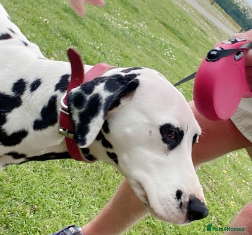 Dalmatian dogs - Advert 3