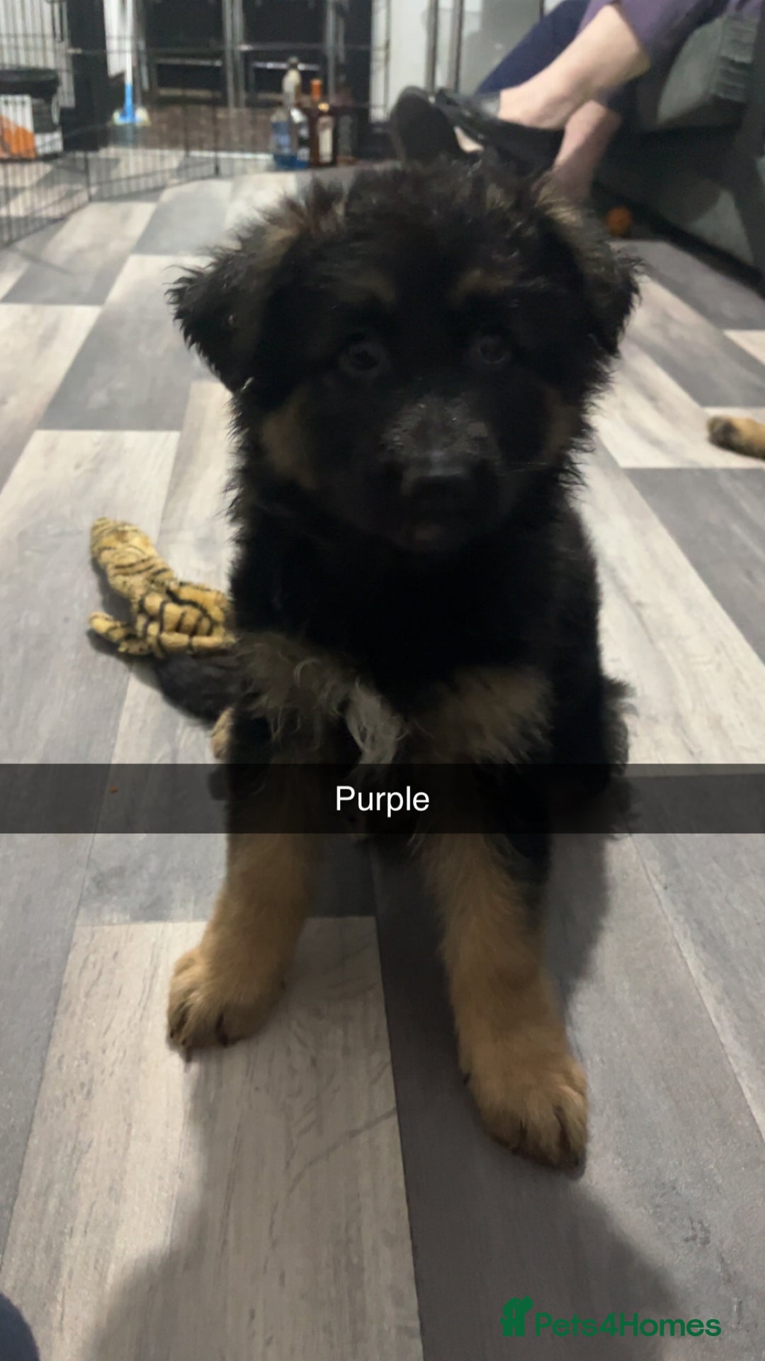 German Shepherd dogs for sale: Beautiful black/tan German shepherd pups for sale  - Image 4