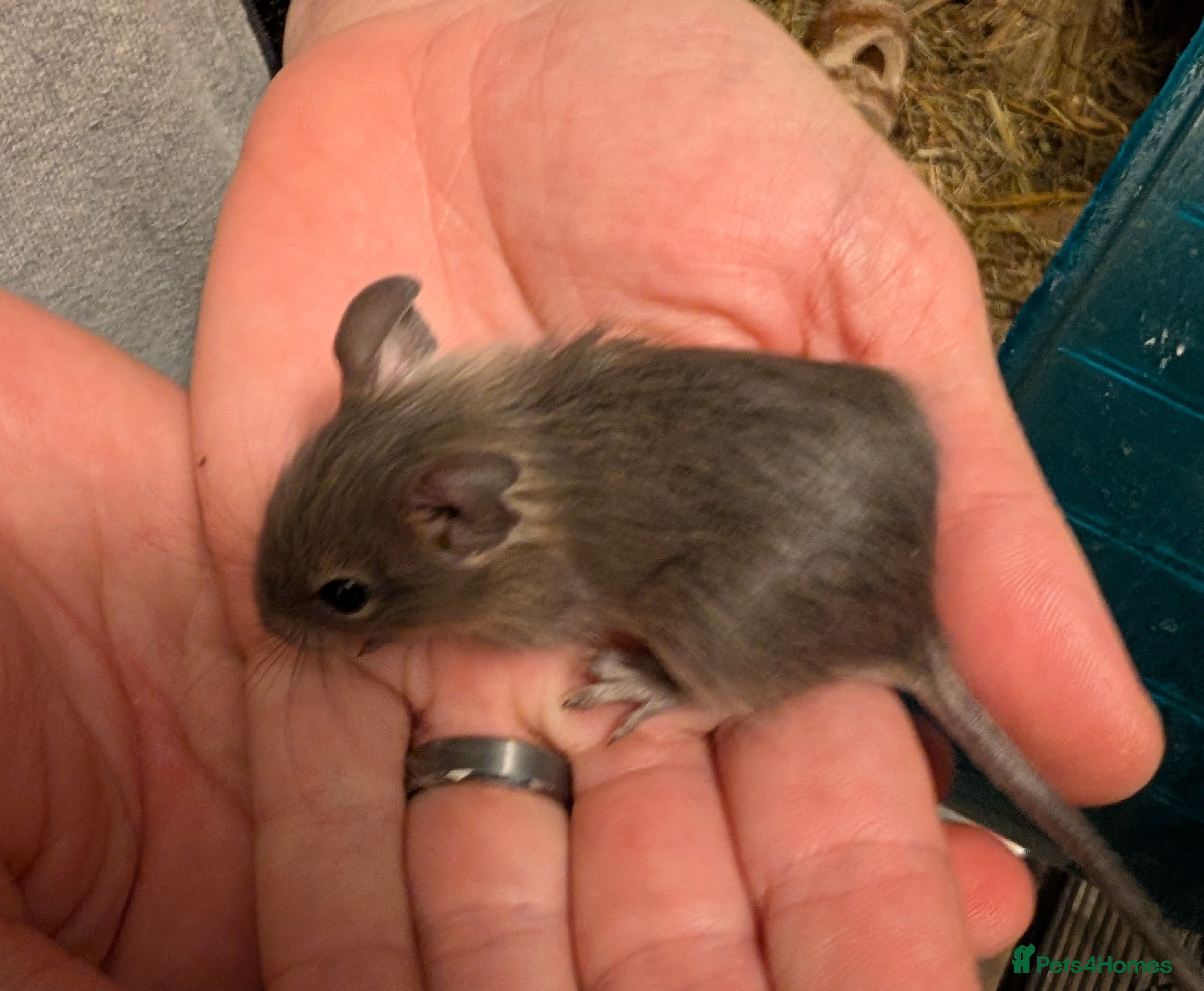 Degus rodents Lovely Degus available to reserve - Advert 2