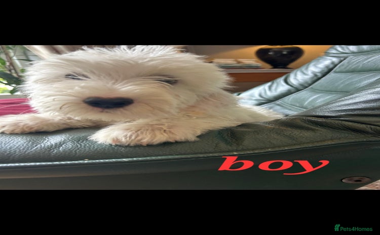 Cockapoo dogs - Advert 4