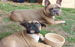 French Bulldog dogs for sale: BINGO  - Image 8
