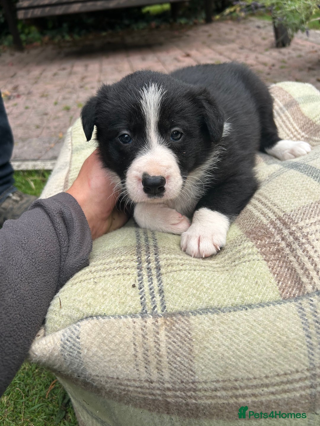 Border Collie dogs for sale: Border Collie - Image 15