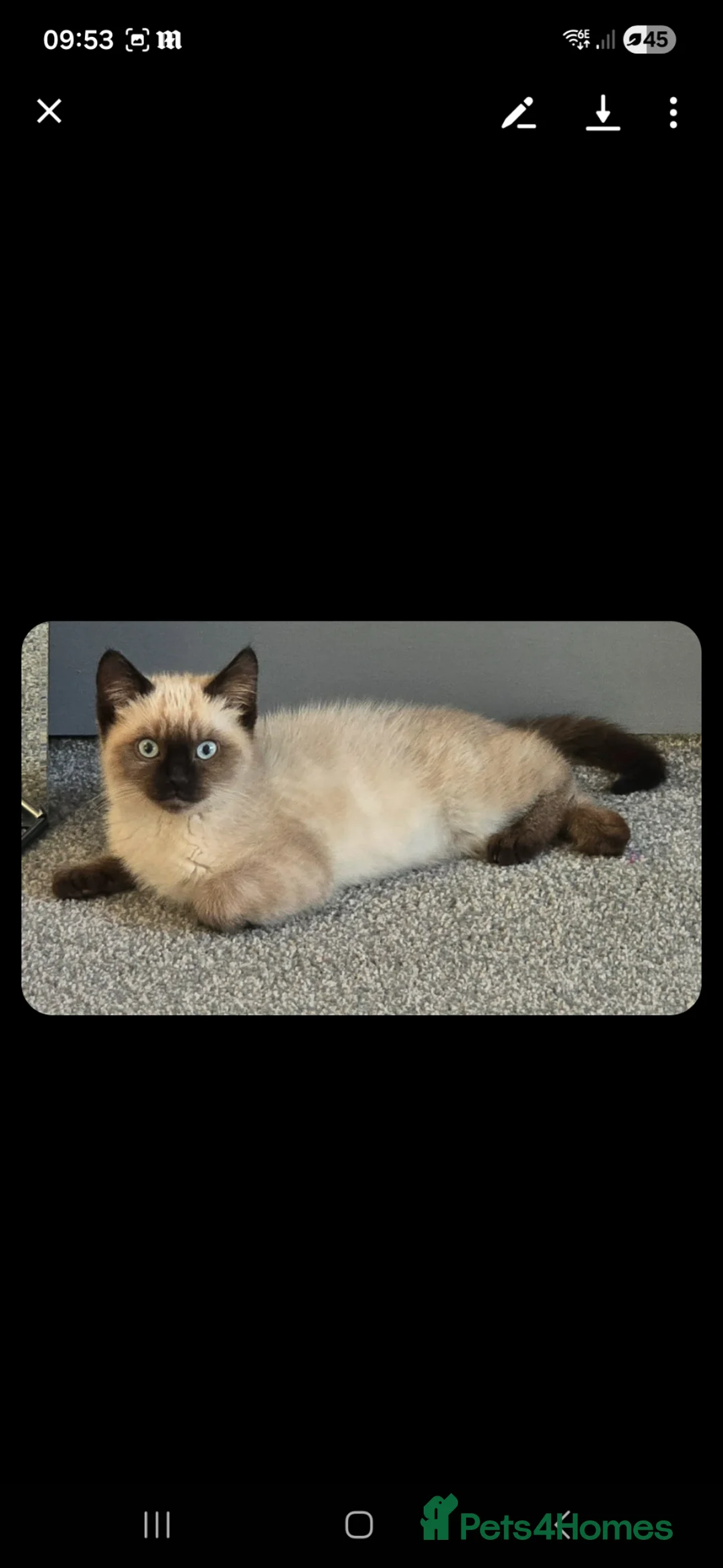 Siamese cats for sale: Beautiful Siemens girl  - Advert 2
