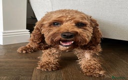 Cockapoo dogs for sale: •F1B Cockapoo Pups - Black & Tan - Ready 19th Dec• - Image 4