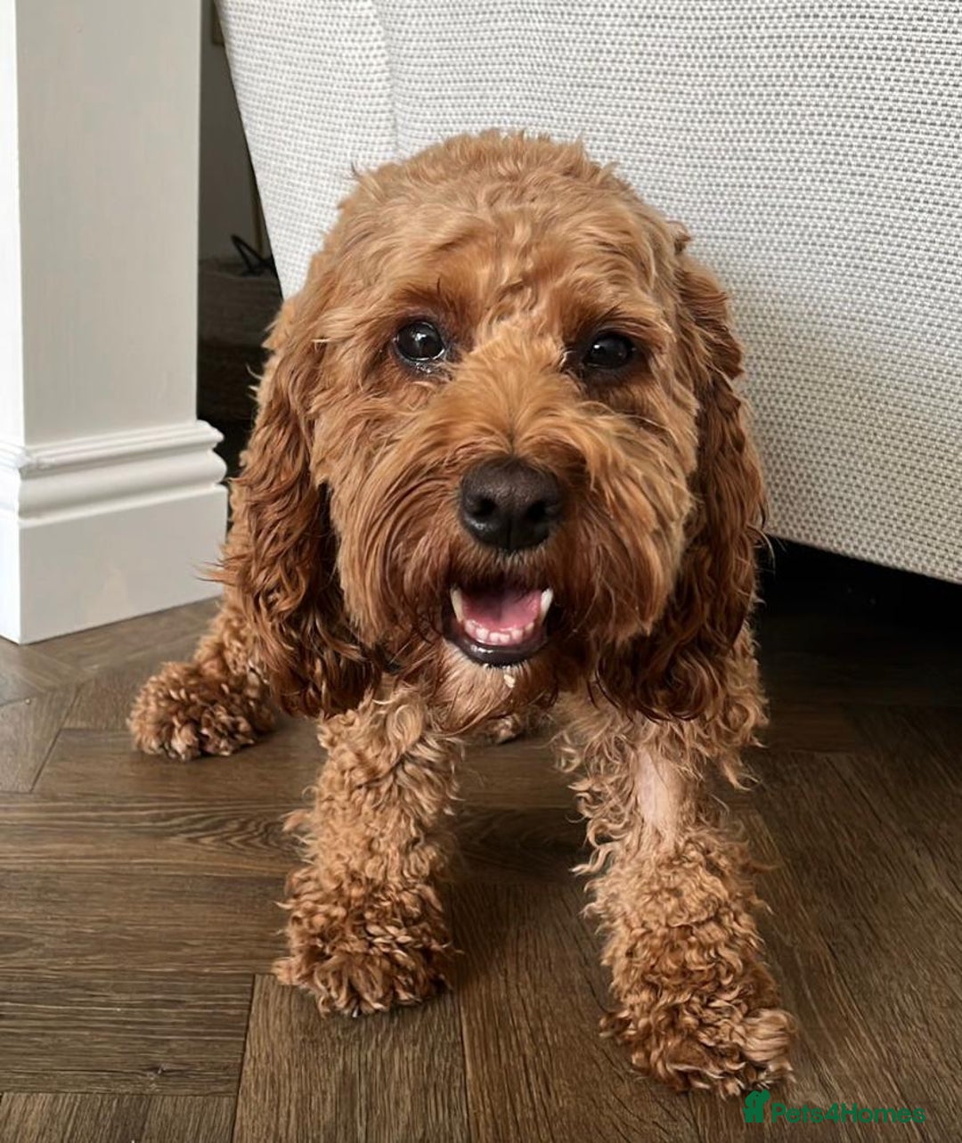 Cockapoo dogs for sale: •F1B Cockapoo Pups - Black & Tan - Ready 19th Dec• - Image 4