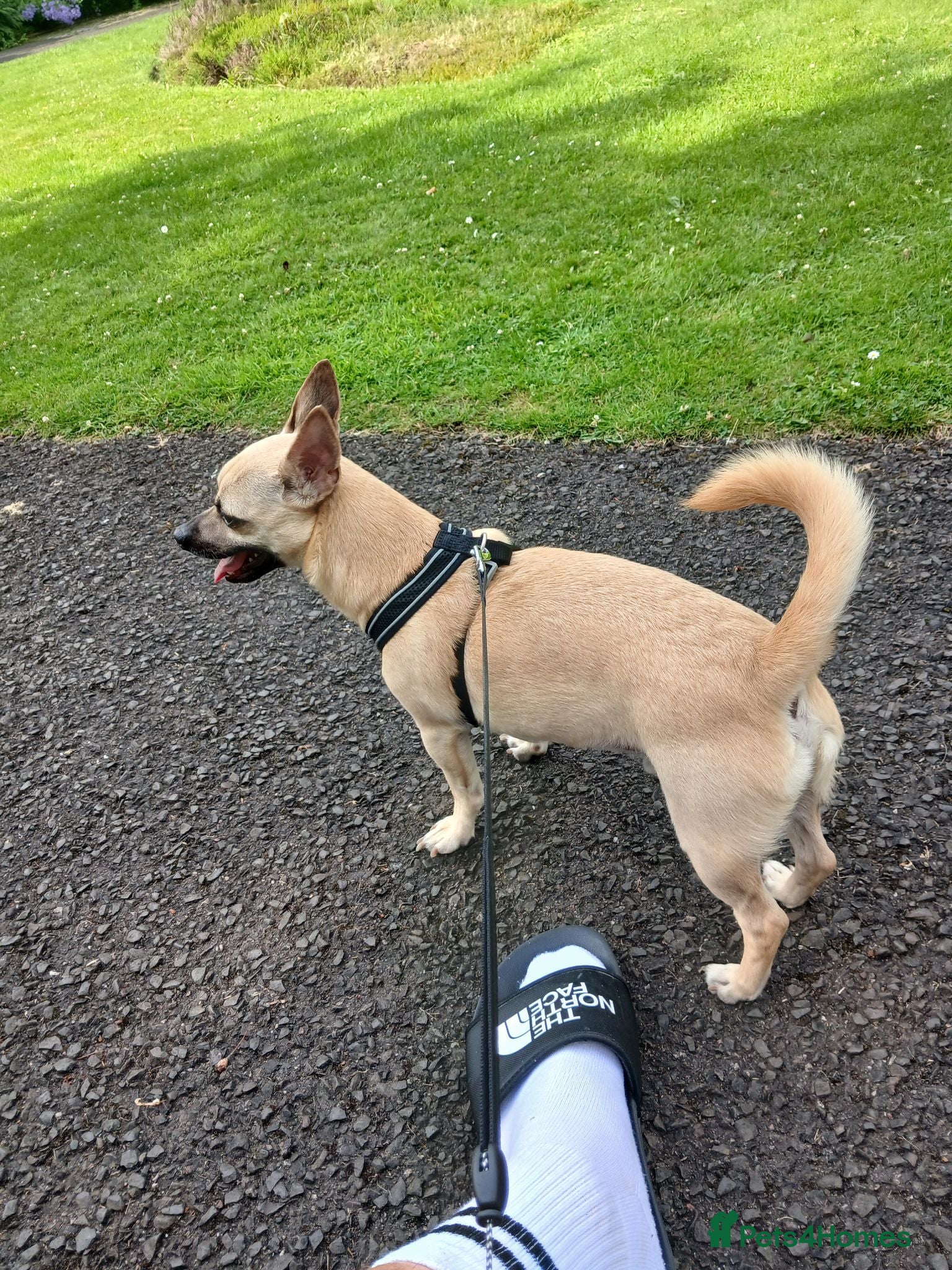 Chihuahua dogs 3 year old male chihuahua  - Advert 1