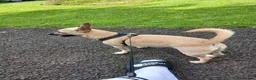 Chihuahua dogs for sale: 3 year old male chihuahua  in Pitlochry - Advert 1