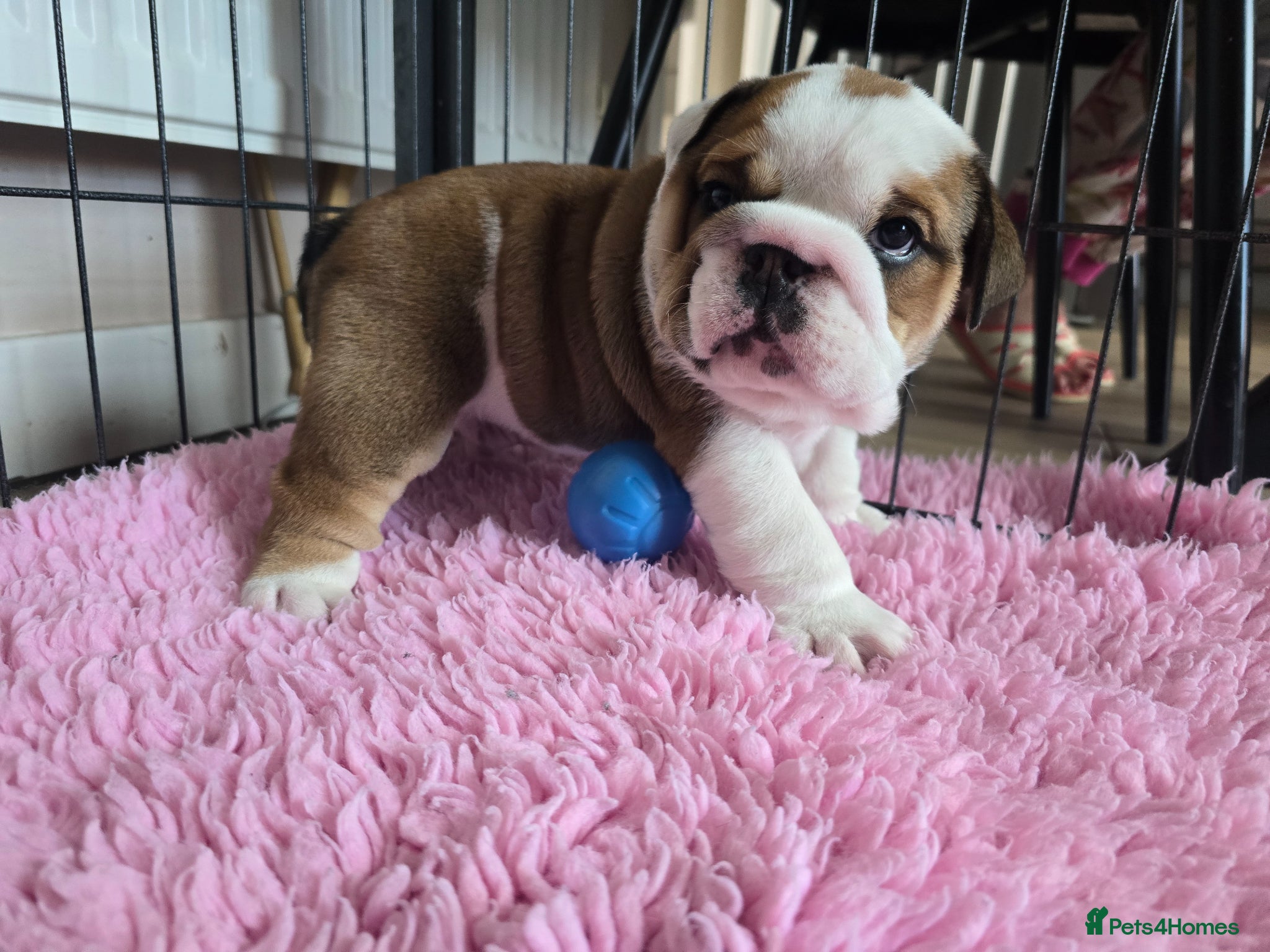 English Bulldog dogs 2🐶KC❗️registered English bulldog puppies✨️🔥 - Advert 6