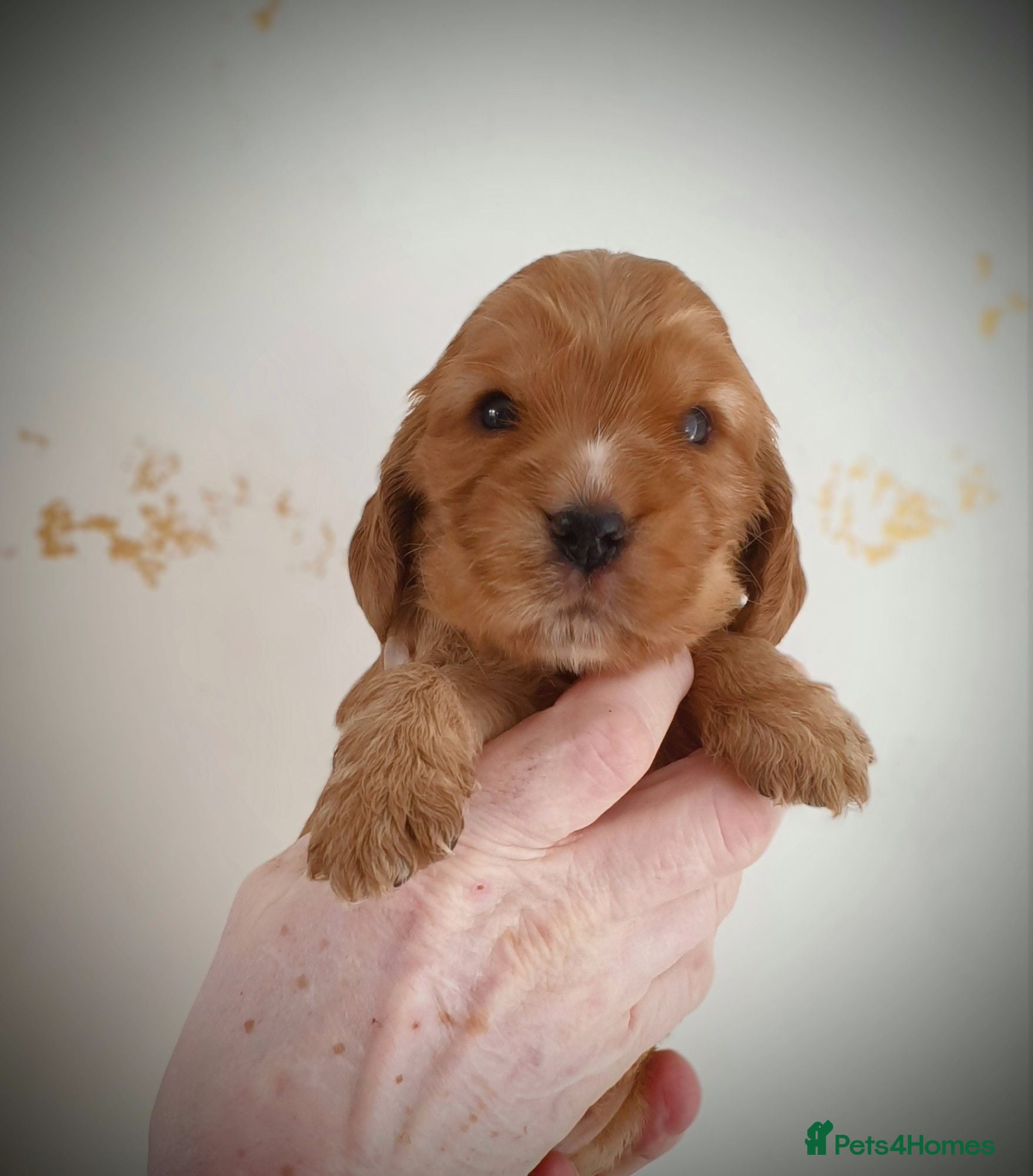 Cocker Spaniel dogs Kc registered Cocker Spaniel Puppies  - Advert 2