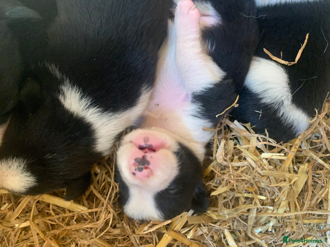 Border Collie dogs for sale: Choice of 9 sheepdog puppies up for selection!! - Image 5