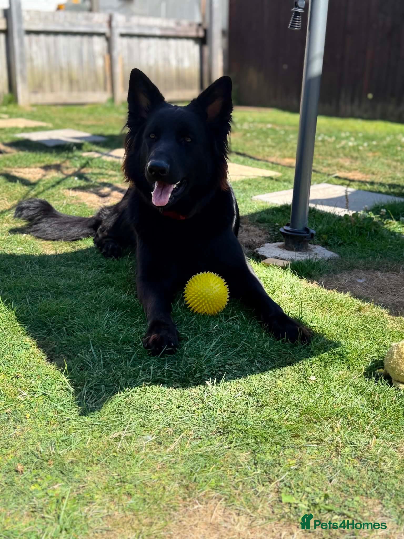 German Shepherd dogs 14 month old German Shepherd female  - Advert 8