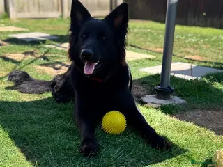 German Shepherd dogs 14 month old German Shepherd female - Advert 1